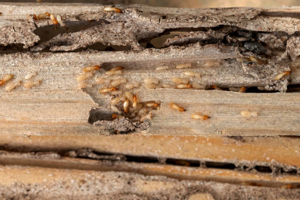 Best Mosquito Control Services  in Black Hammock, FL