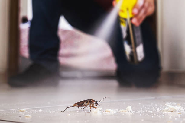 Best Pest Control Treatment  in Black Hammock, FL