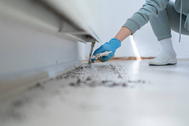 Reliable Black Hammock, FL Pest Control Solutions